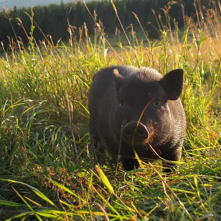 Josefova Bouda -resort Svaty Frantisek