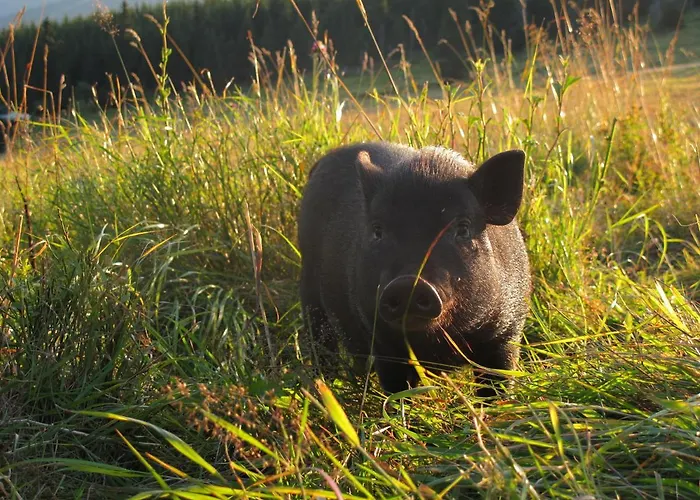 Josefova Bouda -resort Svaty Frantisek