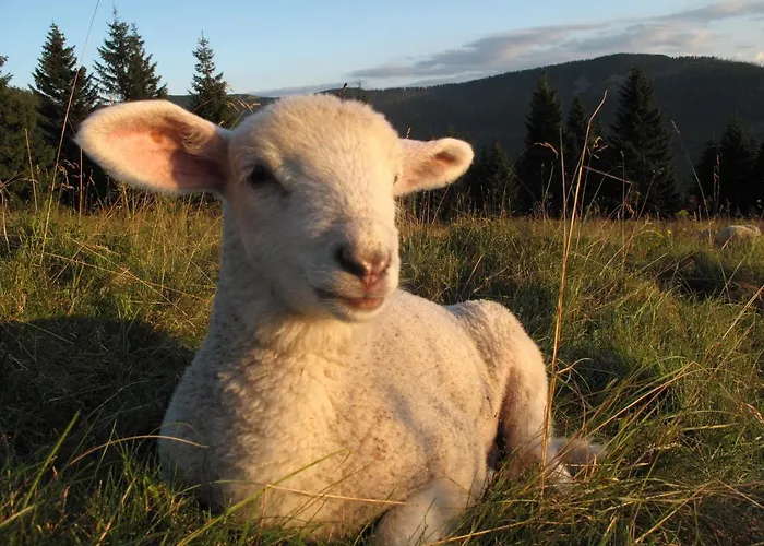 Josefova Bouda -resort Svaty Frantisek Gæstehus Špindlerŭv Mlýn